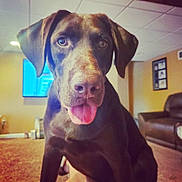 Zoey is registered to the contest to win money with this photo: animal, brown, canine, carpet, chocolate, close_up, couch, dog, ears, eyes, furniture, happy, indoor, labrador_retriever, living_room, nose, pet, portrait, television, tongue_out