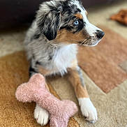 Azur participe au concours pour gagner de l'argent avec cette photo : puppy, dog, blue_eyes, toy, plush_toy, carpet, indoor, pet, fur, cute, animal, laying_down, white_paw, brown_paw, black_ear, tricolor, close_up, portrait, domestic_animal, relaxed