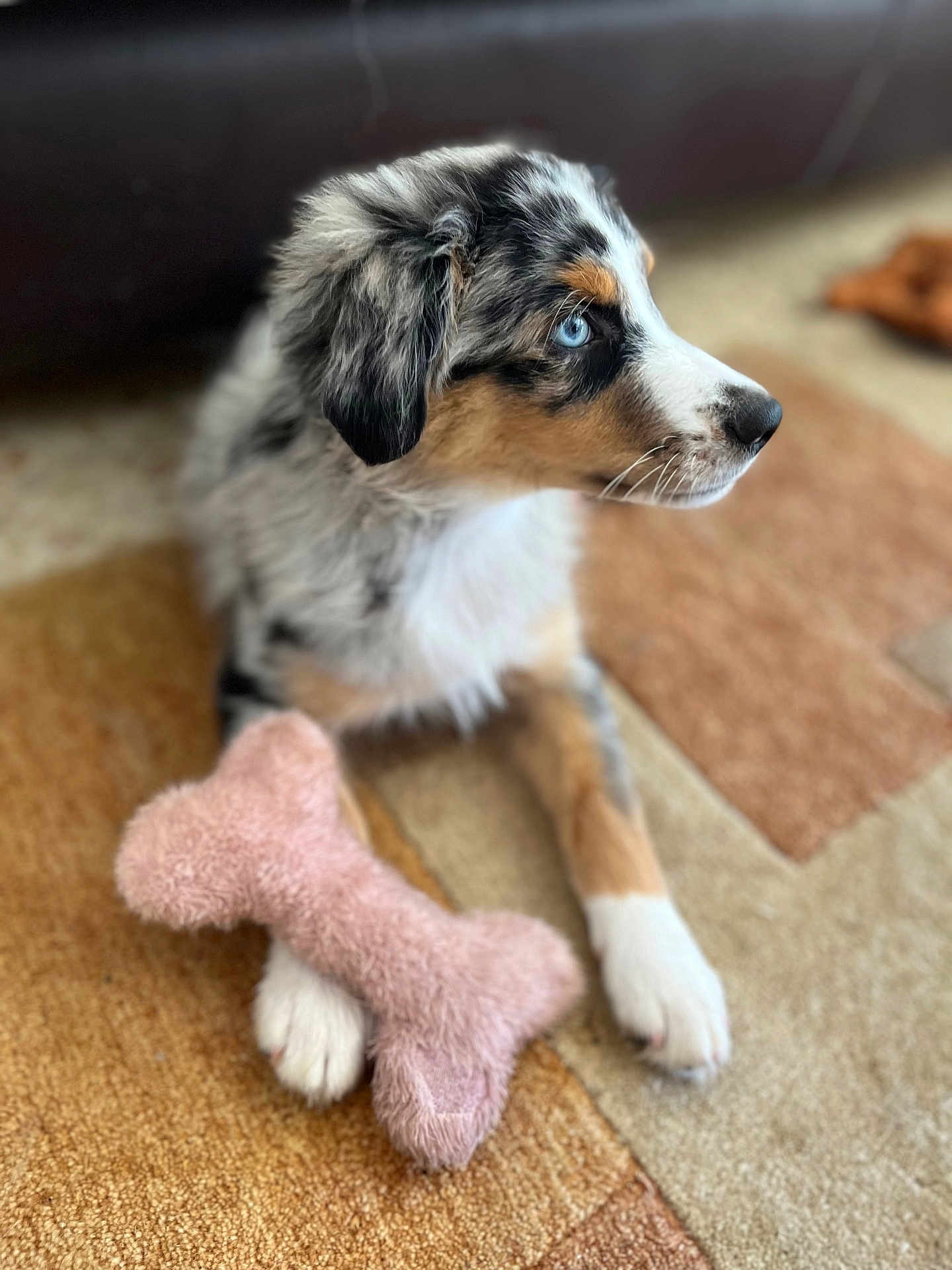 Azur participe au concours pour gagner de l'argent avec cette photo : puppy, dog, blue_eyes, toy, plush_toy, carpet, indoor, pet, fur, cute, animal, laying_down, white_paw, brown_paw, black_ear, tricolor, close_up, portrait, domestic_animal, relaxed