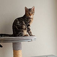 Caline a rejoint le concours — aidez-le/la à gagner de superbes lots ! cat, tabby_cat, pet, animal, feline, indoor, cat_tree, perched, looking, curious, fur, whiskers, ears, tail, platform, scratching_post, home, domestic_cat, cute, resting