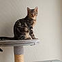 cat, tabby_cat, pet, animal, feline, indoor, cat_tree, perched, looking, curious, fur, whiskers, ears, tail, platform, scratching_post, home, domestic_cat, cute, resting