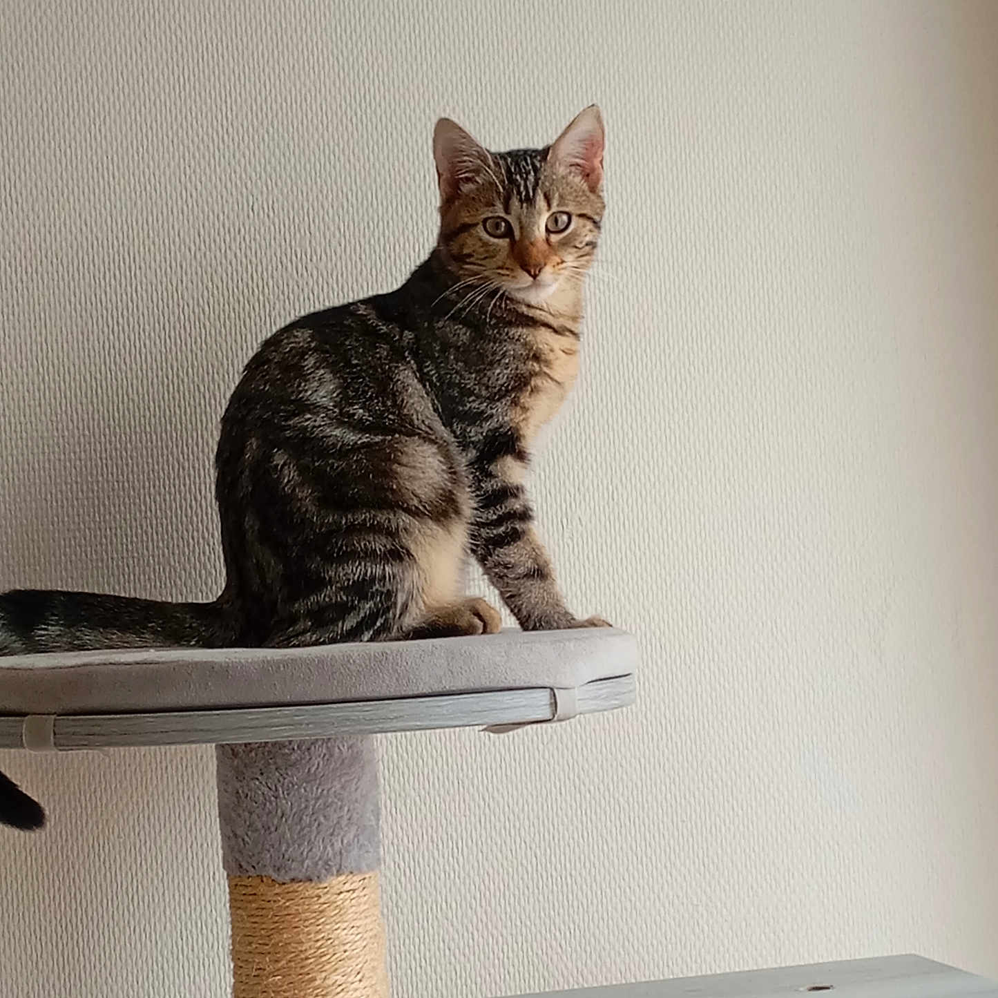 Caline a rejoint le concours — aidez-le/la à gagner de superbes lots ! animal, cat, cat_tree, curious, cute, domestic_cat, ears, feline, fur, home, indoor, looking, perched, pet, platform, resting, scratching_post, tabby_cat, tail, whiskers