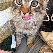 Papouille a rejoint le concours — aidez-le/la à gagner de superbes lots ! adorable, blanket, blue_eyes, cat, close_up, cozy, fluffy, gray_fur, green_eyes, indoors, kitten, long_hair, pet, pillow, pink_nose, portrait, sitting, tabby, tongue, whiskers