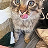 adorable, blanket, blue_eyes, cat, close_up, cozy, fluffy, gray_fur, green_eyes, indoors, kitten, long_hair, pet, pillow, pink_nose, portrait, sitting, tabby, tongue, whiskers