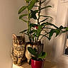 Papouille participe au concours pour gagner de l'argent avec cette photo : cat, eyes, flowerpot, fluffy, fur, home, houseplant, indoors, kitten, orchid, pet, plants, portrait, red_pot, sitting, tabby, warm_lighting, whiskers, window, wooden_table