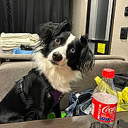 Piper joined the competition — help win amazing prizes! dog, black_and_white, curious, indoor, couch, table, coca_cola_bottle, plastic_bottle, clothing, jeans, yellow_bag, black_curtain, window, harness, pet, fur, ears, face, head_tilt, expression