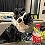 dog, black_and_white, curious, indoor, couch, table, coca_cola_bottle, plastic_bottle, clothing, jeans, yellow_bag, black_curtain, window, harness, pet, fur, ears, face, head_tilt, expression