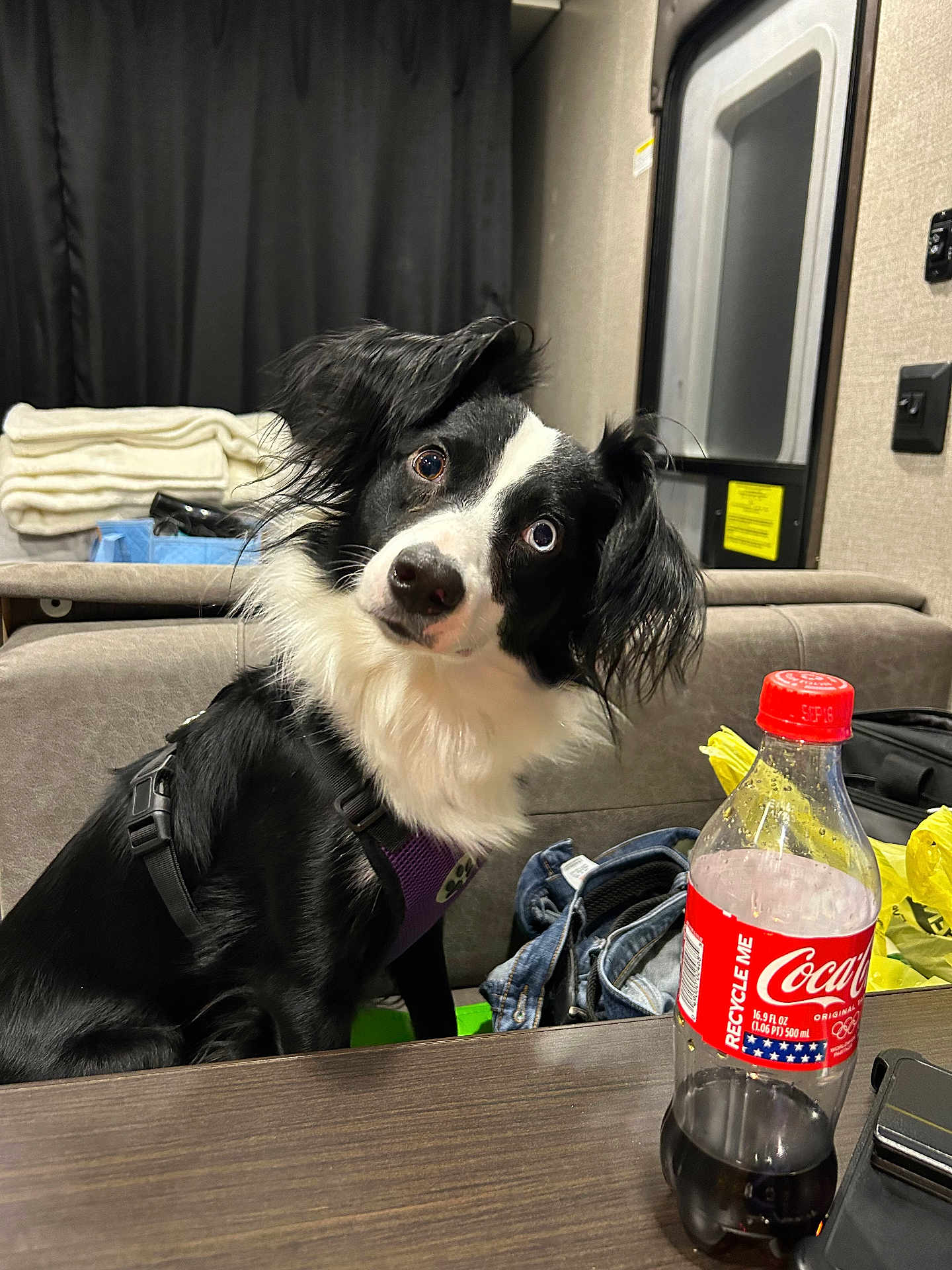 Piper