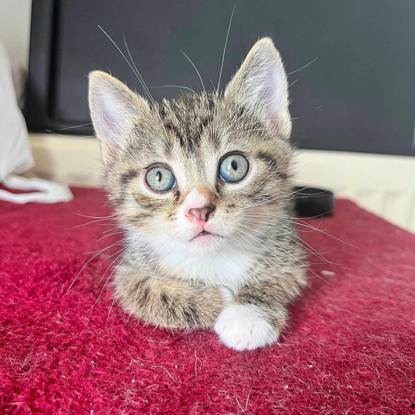 Makki a rejoint le concours — aidez-le/la à gagner de superbes lots ! abyssinian, animal, blanket, cat, computerhardware, electronics, hardware, hockey, icehockey, icehockeypuck, kitten, manx, monitor, pet, rink, screen, skating, sport, tv