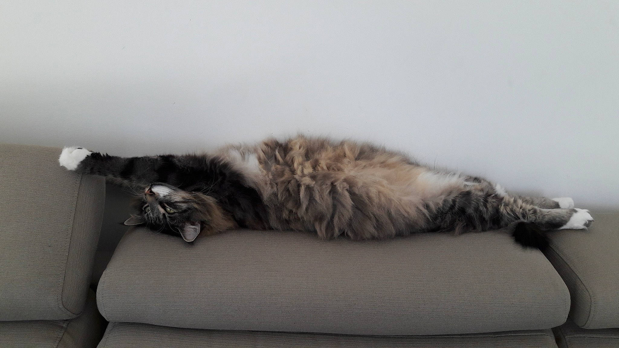 Odin participe au concours pour gagner de l'argent avec cette photo : carnivore, cat, comfort, couch, felidae, fur, nap, norwegian_forest_cat, paw, small_to_medium_sized_cats, tail, whiskers