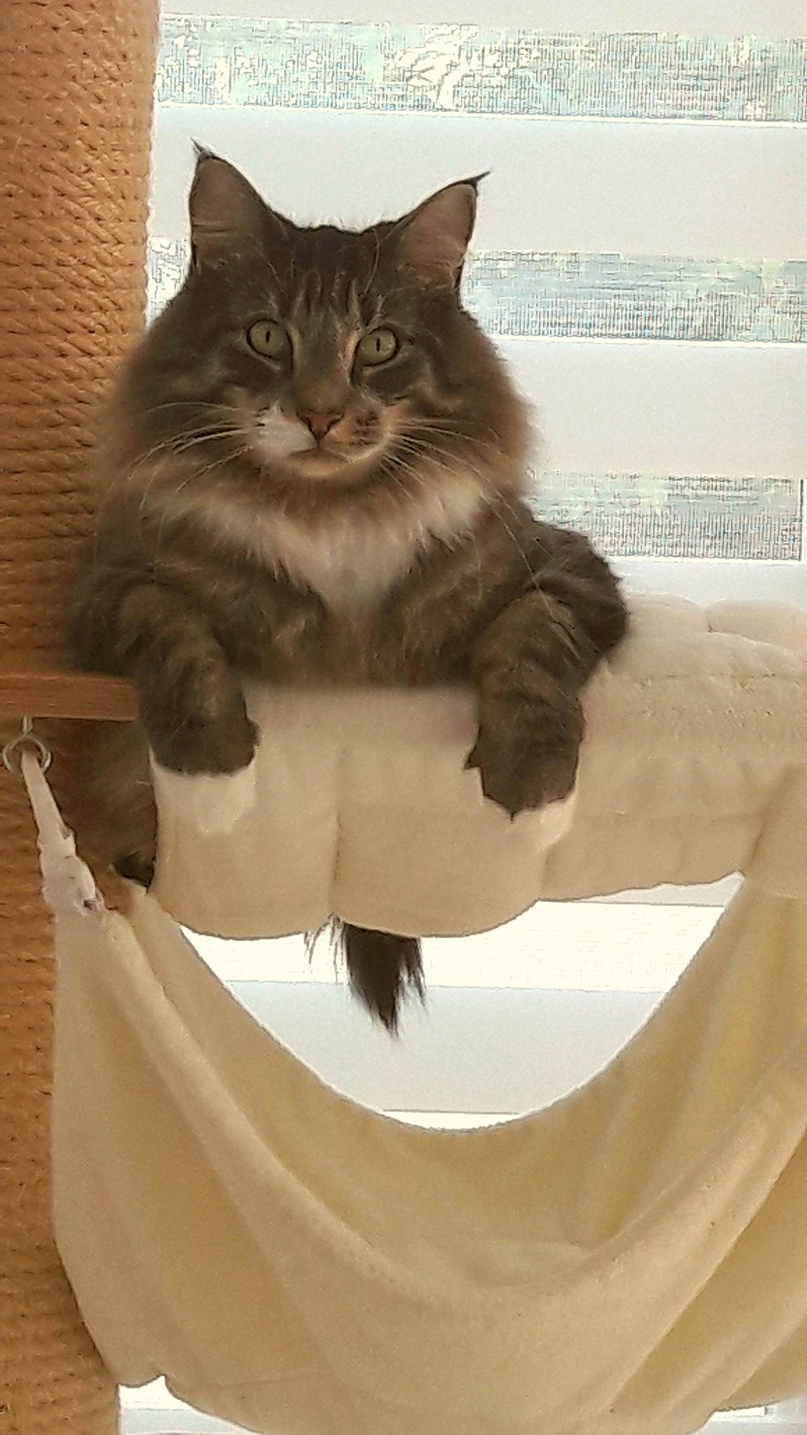 Odin a rejoint le concours — aidez-le/la à gagner de superbes lots ! asian, asian_semi_longhair, british_semi_longhair, carnivore, cat, cymric, domestic_long_haired_cat, domestic_short_haired_cat, european_shorthair, felidae, fur, kitten, maine_coon, norwegian_forest_cat, ragamuffin, siberian, small_to_medium_sized_cats, whiskers