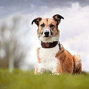 Laurence Perguet participe au concours pour gagner de l'argent avec cette photo : dog, canine, pet, grass, outdoor, nature, collar, brown, white, portrait, animal, moody_sky, clouds, field, sitting, fur, ears, face, focused, photography