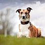 dog, canine, pet, grass, outdoor, nature, collar, brown, white, portrait, animal, moody_sky, clouds, field, sitting, fur, ears, face, focused, photography