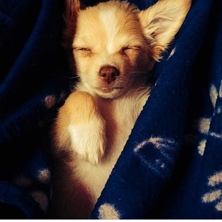 Peanut joined the competition — help win amazing prizes! canidae, carnivore, cloud, companion_dog, dog, dog_breed, ear, fur, love, nap, nose, pomeranian, puppy, puppy_love, sky, sleep, toy_dog, whiskers