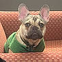 dog, french_bulldog, pet, green_sweater, ears, couch, orange, patterned, indoor, animal, cute, portrait, sitting, looking, cozy, fur, collar, domestic, companion, alert