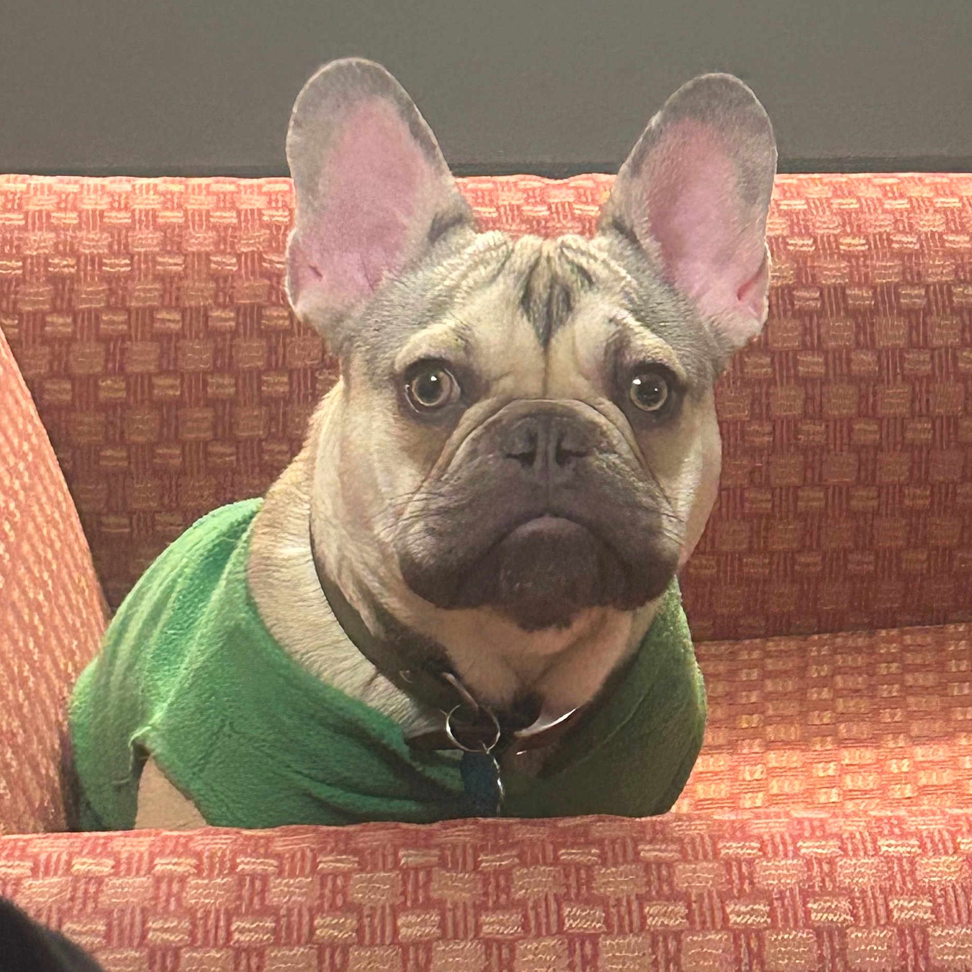 Coolio is registered to the contest to win money with this photo: alert, animal, collar, companion, couch, cozy, cute, dog, domestic, ears, french_bulldog, fur, green_sweater, indoor, looking, orange, patterned, pet, portrait, sitting