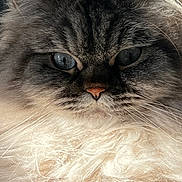 Mylo is registered to the contest to win money with this photo: cat, feline, close_up, portrait, fluffy, blue_eyes, whiskers, pink_nose, long_hair, fur, domestic_cat, pet, face, calm, mammal, indoor, macro, stare, soft_texture, whisker_detail