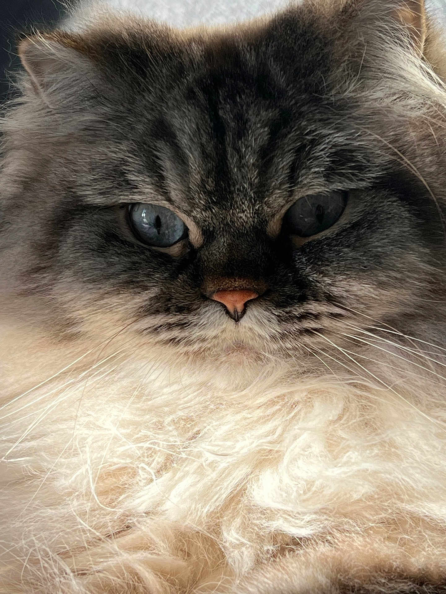 Mylo is registered to the contest to win money with this photo: cat, feline, close_up, portrait, fluffy, blue_eyes, whiskers, pink_nose, long_hair, fur, domestic_cat, pet, face, calm, mammal, indoor, macro, stare, soft_texture, whisker_detail