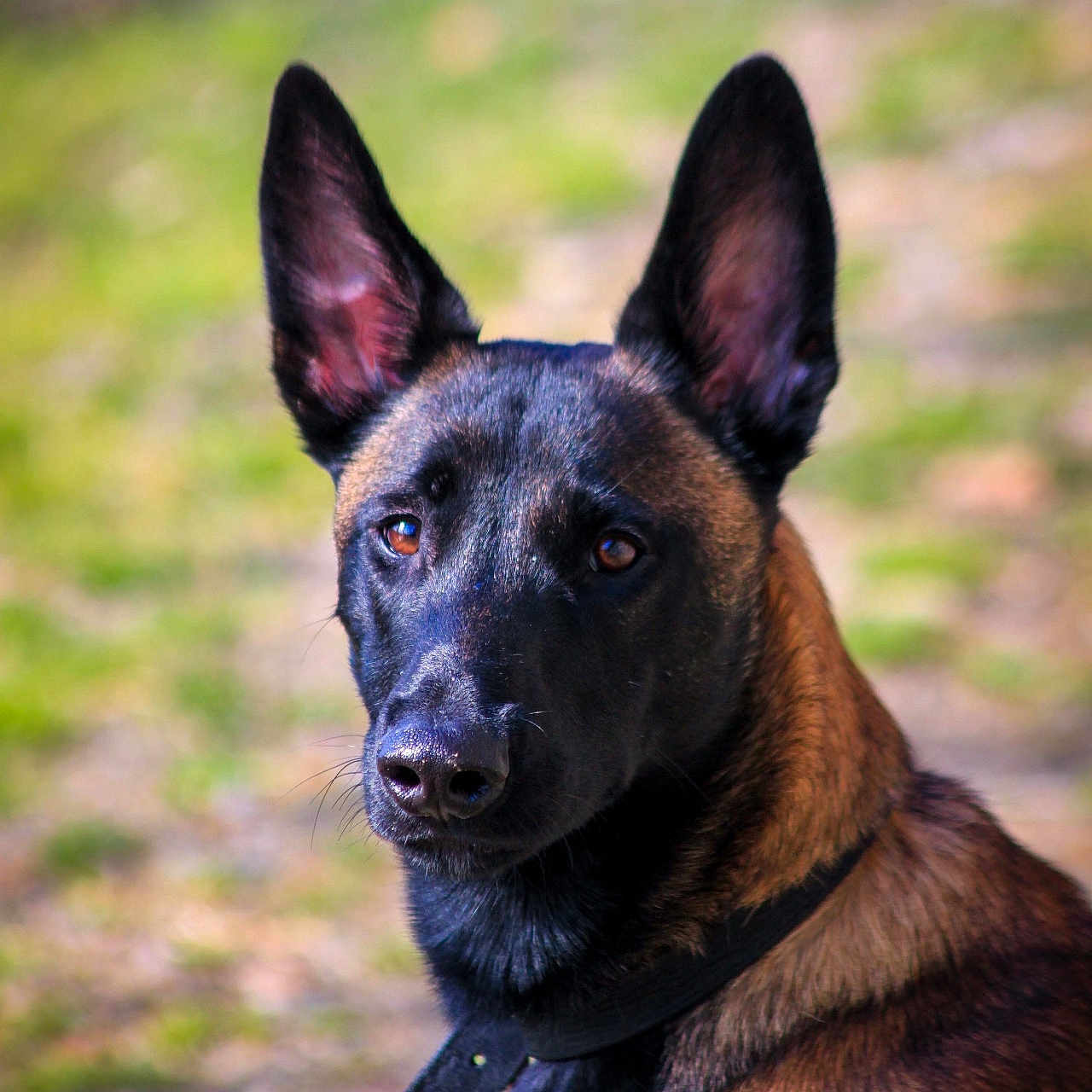 Taiko a rejoint le concours — aidez-le/la à gagner de superbes lots ! animal, canine, dog, germanshepherd, hound, pet, policedog, puppy, snout