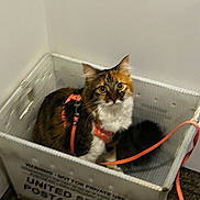 Annabelle is registered to the contest to win money with this photo: cat, box, postal_service, leash, harness, indoor, curious, feline, pet, brown, white, orange, fur, animal, carpet, corner, container, domestic, looking, seated