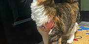Annabelle is registered to the contest to win money with this photo: cat, indoor, curious, collar, doormat, mickey_mouse, colorful, fur, whiskers, paws, floor, door, black_door, standing, pet, animal, attention, closeup, domestic_cat, home
