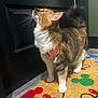 cat, indoor, curious, collar, doormat, mickey_mouse, colorful, fur, whiskers, paws, floor, door, black_door, standing, pet, animal, attention, closeup, domestic_cat, home