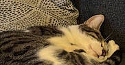 Pixar joined the competition — help win amazing prizes! cat, tabby, sleeping, couch, pillow, cozy, fur, whiskers, relaxed, indoor, pet, mammal, resting, domestic_animal, cute, animal, feline, striped, comfortable, nap