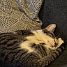 Pixar joined the competition — help win amazing prizes! cat, tabby, sleeping, couch, pillow, cozy, fur, whiskers, relaxed, indoor, pet, mammal, resting, domestic_animal, cute, animal, feline, striped, comfortable, nap