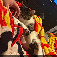 Pixar joined the competition — help win amazing prizes! cat, pet, hand, blanket, colorful, indoor, cozy, resting, paw, furniture, television, comfort, domestic, relaxing, animal, sleeping, person, warm, soft, cuddle