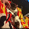 Pixar joined the competition — help win amazing prizes! cat, pet, hand, blanket, colorful, indoor, cozy, resting, paw, furniture, television, comfort, domestic, relaxing, animal, sleeping, person, warm, soft, cuddle