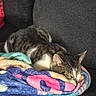 Pixar is registered to the contest to win money with this photo: cat, tabby, sleeping, blanket, colorful_blanket, couch, indoor, pet, cozy, resting, fur, domestic_animal, relaxation, home, feline, comfort, nap, soft_texture, animal, cute