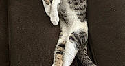 Pixar joined the competition — help win amazing prizes! cat, tabby_cat, white_cat, couch, brown_couch, feline, pet, relaxed, stretching, indoor, tattoo, human_arm, resting, animal, fur, whiskers, paw, tail, comfort, leisure