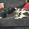 Pixar is registered to the contest to win money with this photo: cat, black_cat, tabby_cat, sleeping, couch, indoor, pets, resting, feline, cozy, pillow, furniture, domestic_animal, animal, two_animals, relaxation, whiskers, paw, cute, companions