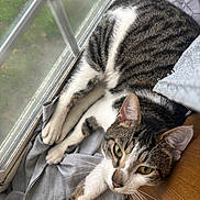 Pixar is registered to the contest to win money with this photo: cat, tabby, animal, pet, relaxed, indoor, window, blanket, fur, green_eyes, whiskers, sleepy, cozy, resting, domestic, mammal, closeup, natural_light, soft_texture, curious