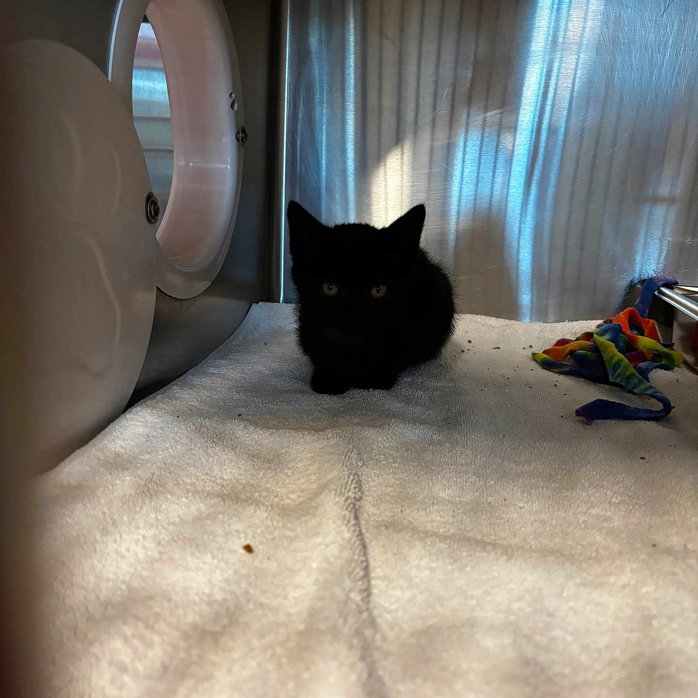 Midnight is registered to the contest to win money with this photo: animal, background, black_kitten, cat, colorful_cloth, curious, cute, eyes, fur, indoor, kitten, lighting, metallic_enclosure, pet, resting, shadow, small, soft, toy, white_towel