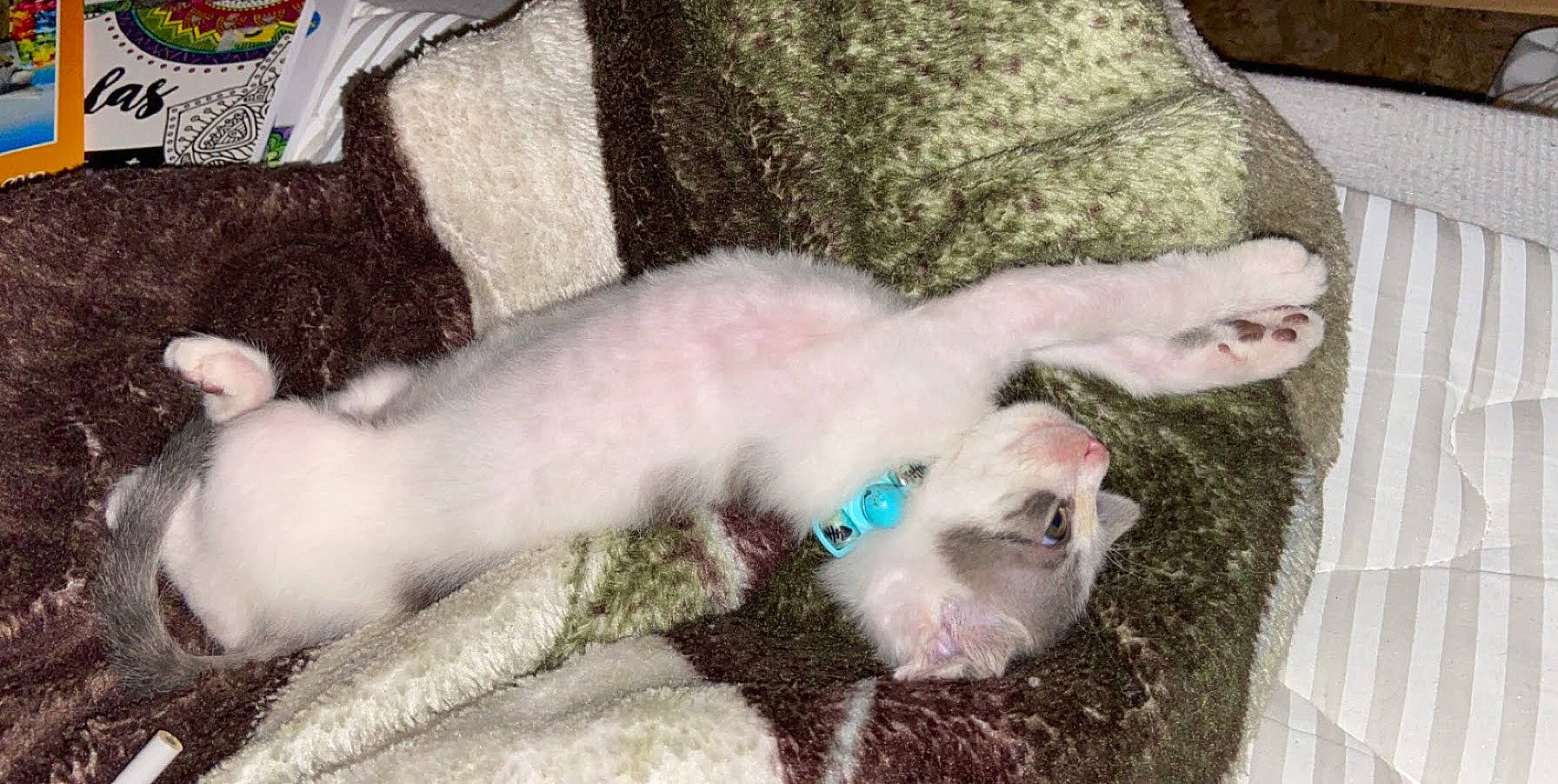 Cloudy joined the competition — help win amazing prizes! burmilla, carnivore, cat, colorpoint_shorthair, cornish_rex, fawn, felidae, khao_manee, kitten, polydactyl_cat, ragdoll, small_to_medium_sized_cats, tail, turkish_angora, turkish_van