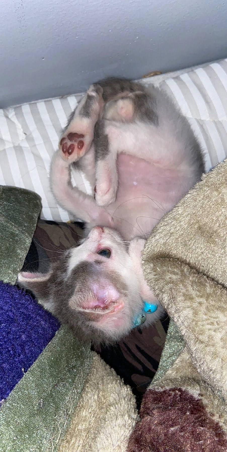 Cloudy joined the competition — help win amazing prizes! canidae, carnivore, cat, dog_breed, mouth, snout, sporting_group, weimaraner