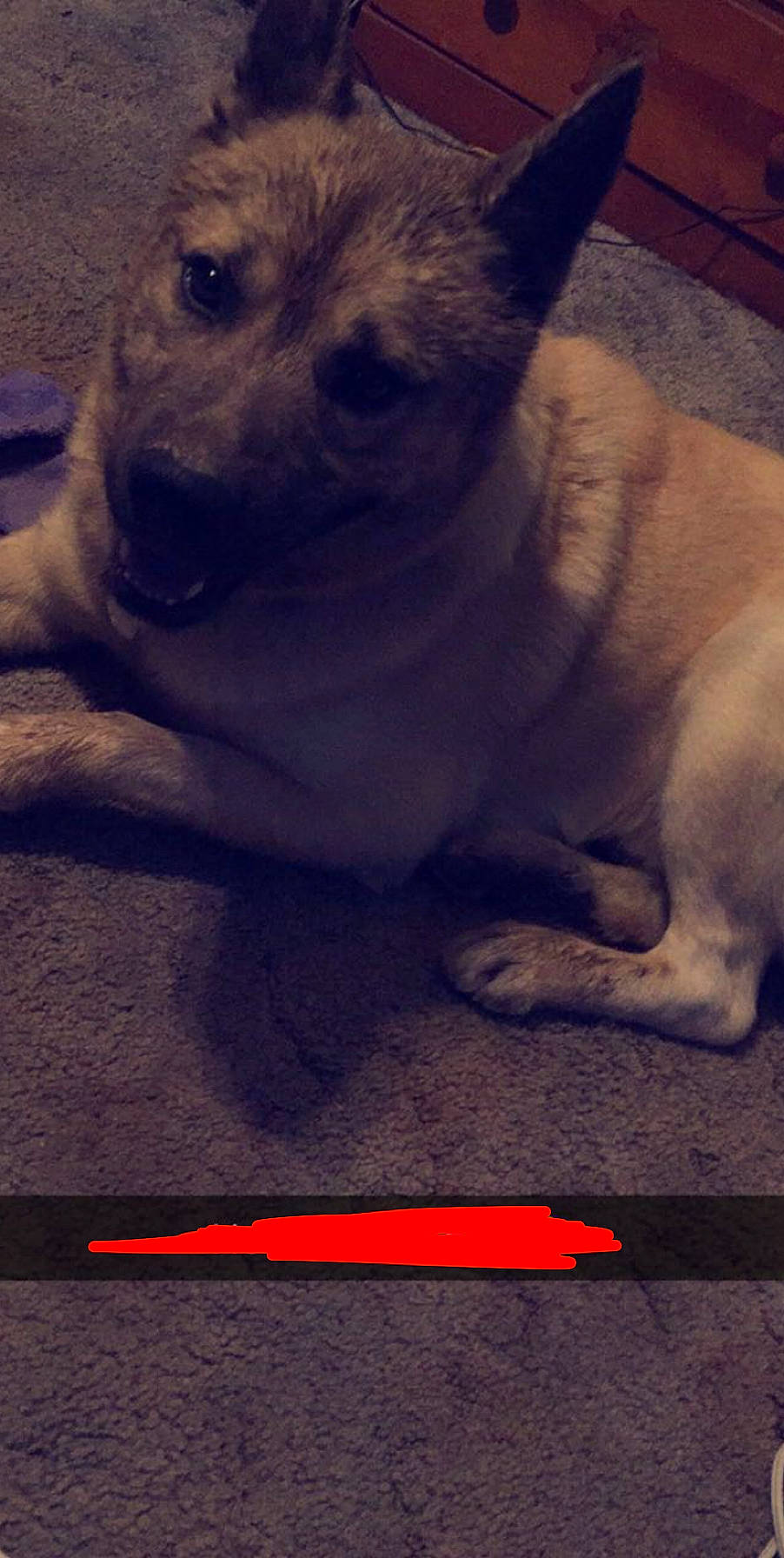 Andreas is registered to the contest to win money with this photo: canidae, carnivore, dog, dog_breed, fawn, mammal, puppy, snout, sporting_group, vertebrate