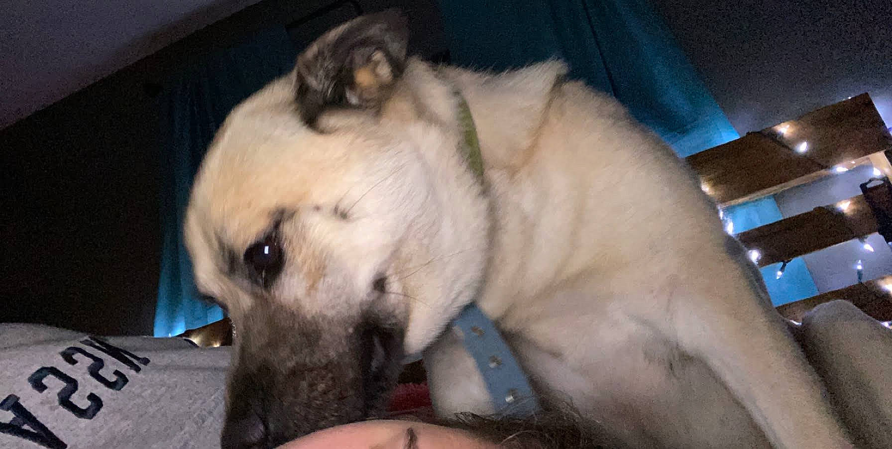 Andreas is registered to the contest to win money with this photo: anatolian_shepherd_dog, canidae, carnivore, dog, dog_breed, fawn, kangal_dog, mammal, nose, snout, sporting_group, vertebrate