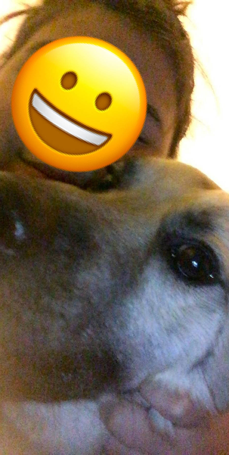 Andreas is registered to the contest to win money with this photo: ball, dog_breed, emoticon, eye, facial_expression, fun, happy, head, mouth, nose, smile, smiley, snout, yellow