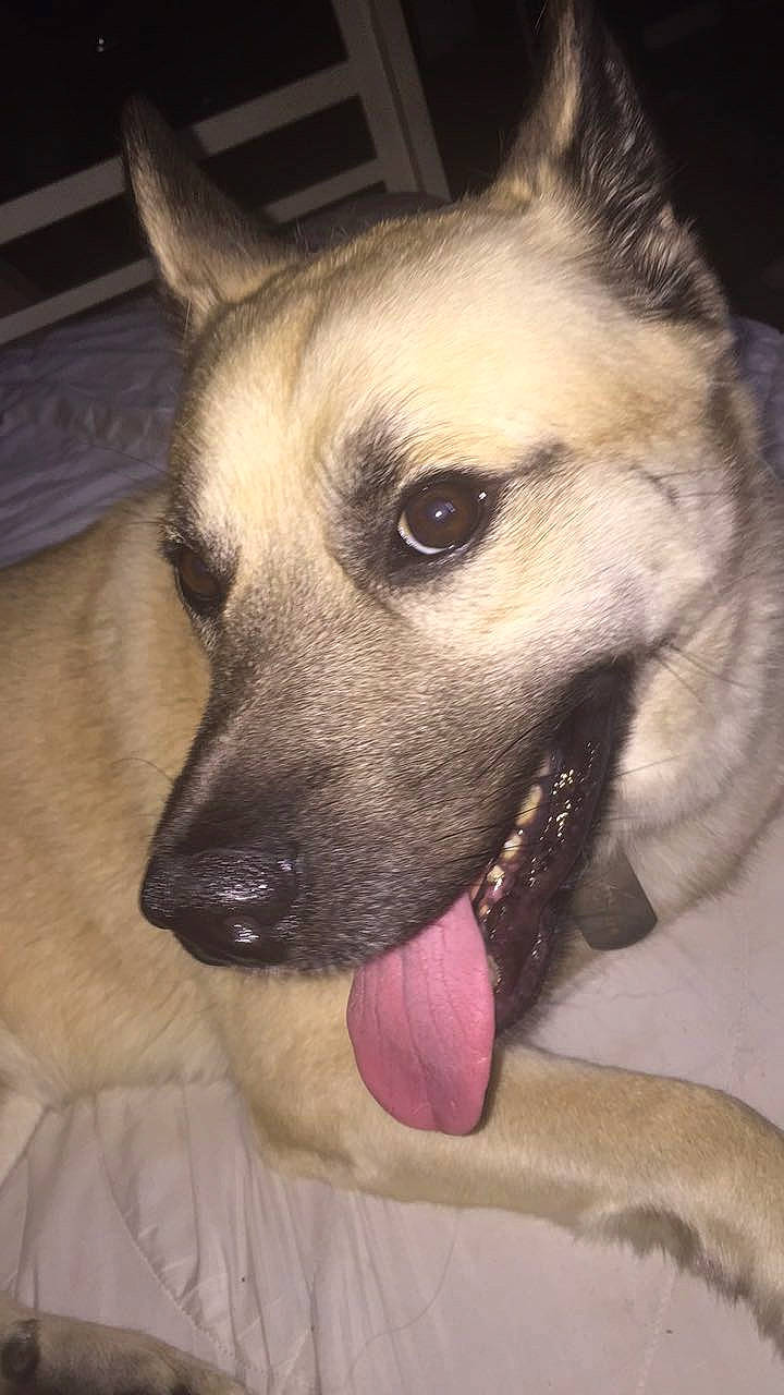 Andreas joined the competition — help win amazing prizes! black_mouth_cur, canidae, carnivore, dog, dog_breed, ear, eye, fawn, kangal_dog, mammal, norwegian_elkhound, nose, rare_breed_dog, snout, street_dog, vertebrate, whiskers