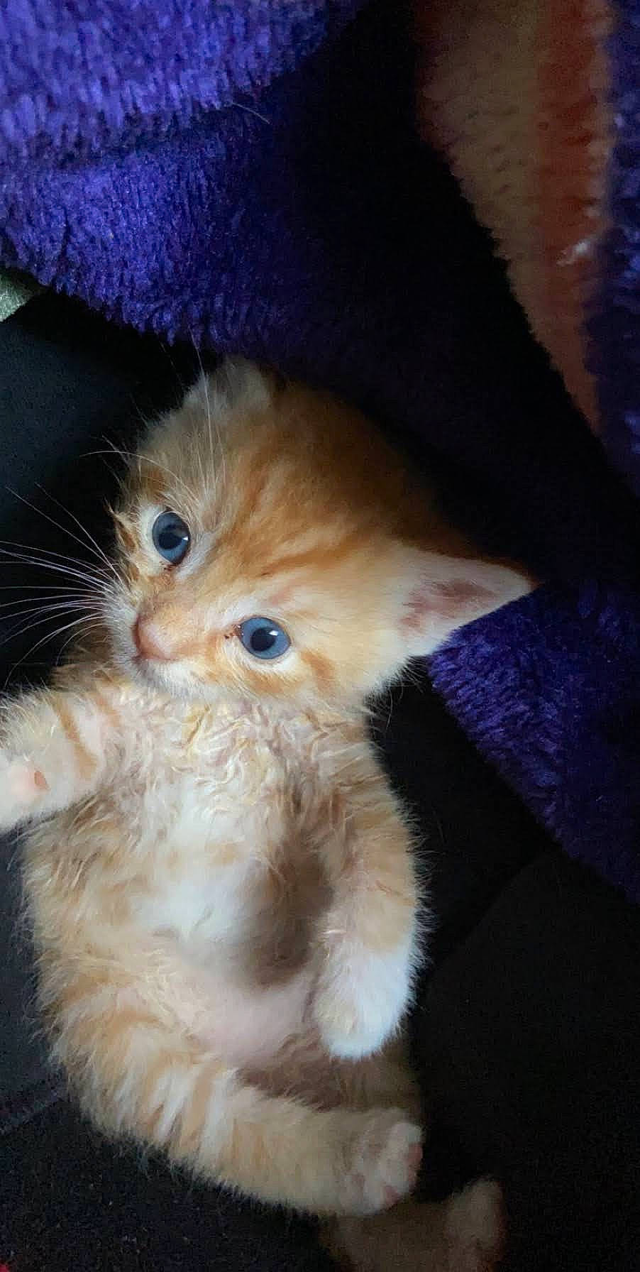 Myron is registered to the contest to win money with this photo: carnivore, cat, domestic_long_haired_cat, ear, eye, fawn, felidae, fur, iris, kitten, mammal, nose, ojos_azules, persian, polydactyl_cat, skin, small_to_medium_sized_cats, snout, tail, whiskers