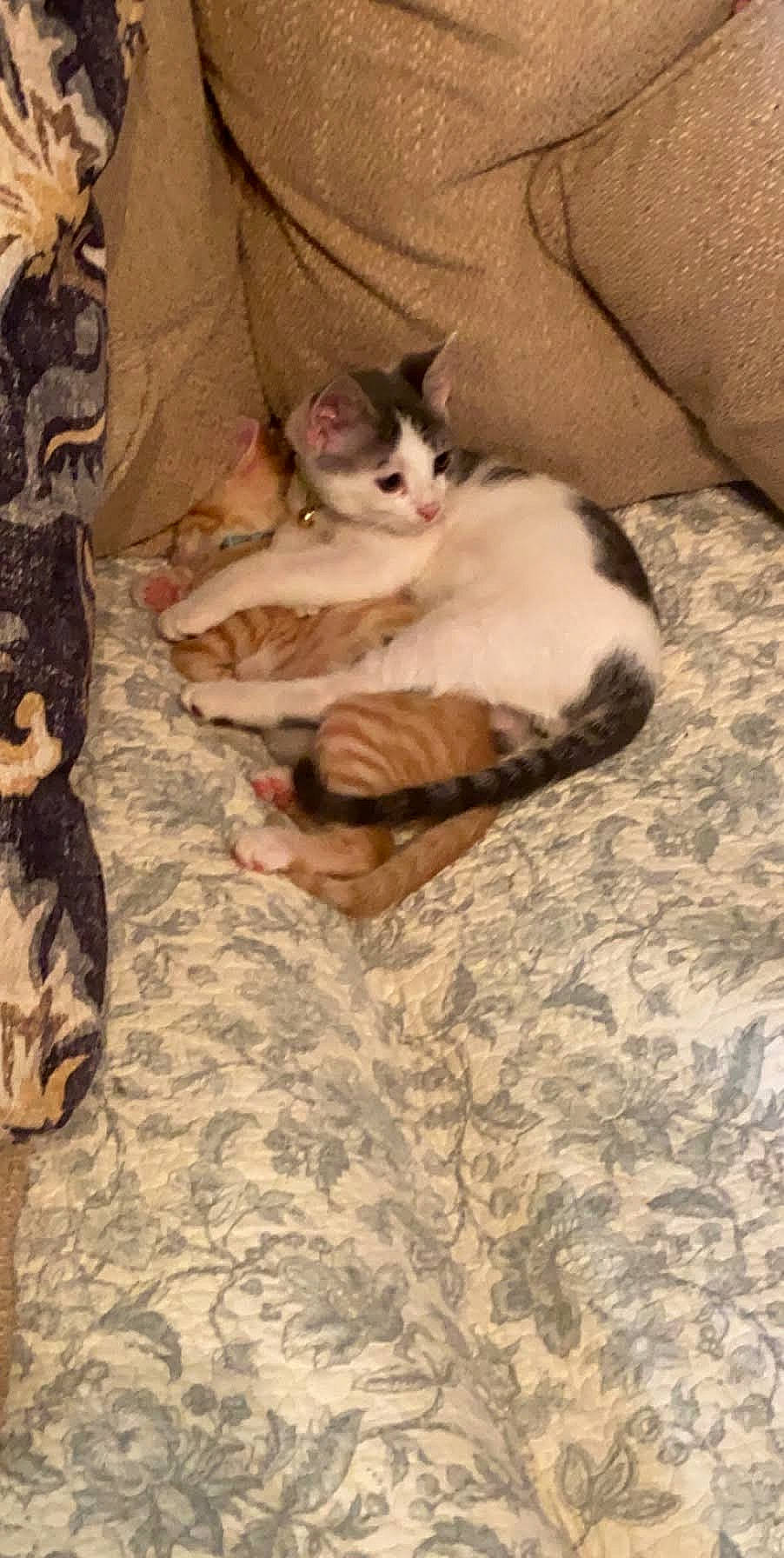 Myron is registered to the contest to win money with this photo: aegean_cat, asian, carnivore, cat, cornish_rex, domestic_short_haired_cat, european_shorthair, fawn, felidae, fur, german_rex, kitten, mammal, paw, singapura, small_to_medium_sized_cats, tail, whiskers