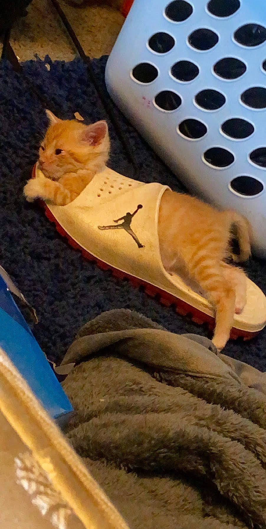 Myron is registered to the contest to win money with this photo: aegean_cat, carnivore, cat, domestic_short_haired_cat, european_shorthair, fawn, felidae, kitten, paw, small_to_medium_sized_cats, tail, whiskers