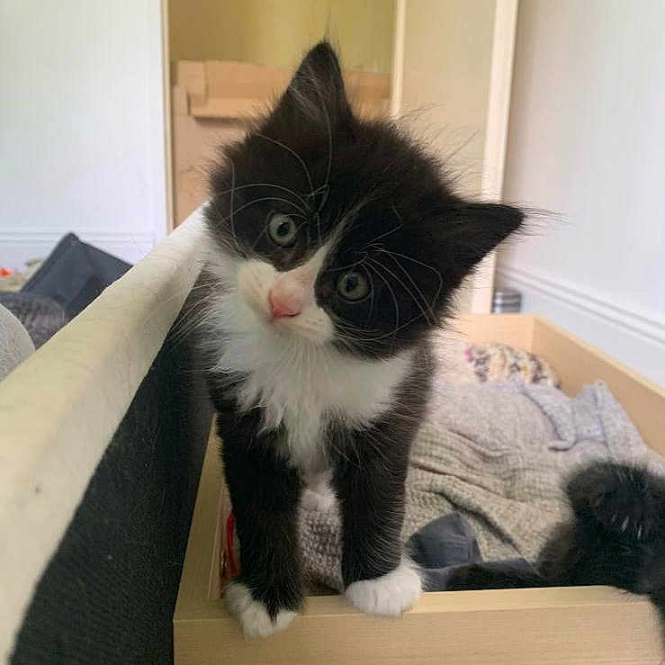 Atchoum a rejoint le concours — aidez-le/la à gagner de superbes lots ! animal, black_and_white, blanket, cat, cozy, curious, cute, domestic, feline, fur, home, indoor, kitten, paw, pet, small, tilted_head, whiskers, wooden_box, young
