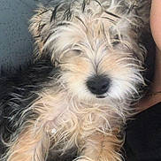 Lilo participe au concours pour gagner de l'argent avec cette photo : dog, puppy, small_dog, shaggy, fluffy, long_hair, cream_fur, black_nose, pet, companion_animal, cute, sleepy, relaxed, sitting, couch, indoor, portrait, close_up, human, playful