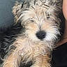 dog, puppy, small_dog, shaggy, fluffy, long_hair, cream_fur, black_nose, pet, companion_animal, cute, sleepy, relaxed, sitting, couch, indoor, portrait, close_up, human, playful