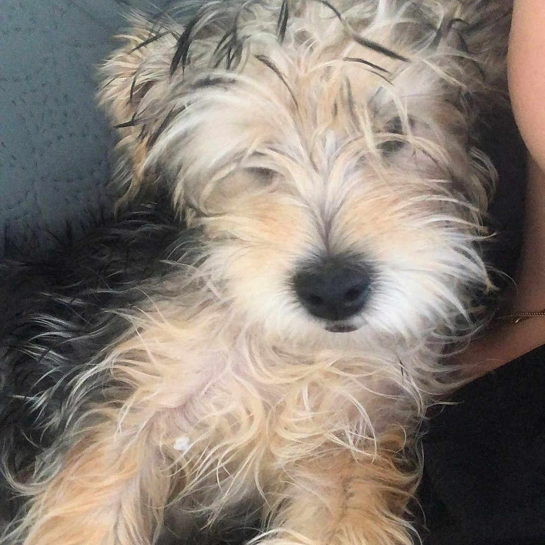 Lilo participe au concours pour gagner de l'argent avec cette photo : dog, puppy, small_dog, shaggy, fluffy, long_hair, cream_fur, black_nose, pet, companion_animal, cute, sleepy, relaxed, sitting, couch, indoor, portrait, close_up, human, playful