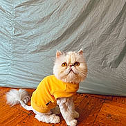 Greta is registered to the contest to win money with this photo: amber_eyes, backdrop, cat, clothing, cozy, cute, fashion_pet, fluffy_tail, fur, groomed, hardwood_floor, indoor, persian_cat, pet, portrait, sitting, small_pet, studio_setup, whiskers, yellow_hoodie