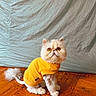 amber_eyes, backdrop, cat, clothing, cozy, cute, fashion_pet, fluffy_tail, fur, groomed, hardwood_floor, indoor, persian_cat, pet, portrait, sitting, small_pet, studio_setup, whiskers, yellow_hoodie